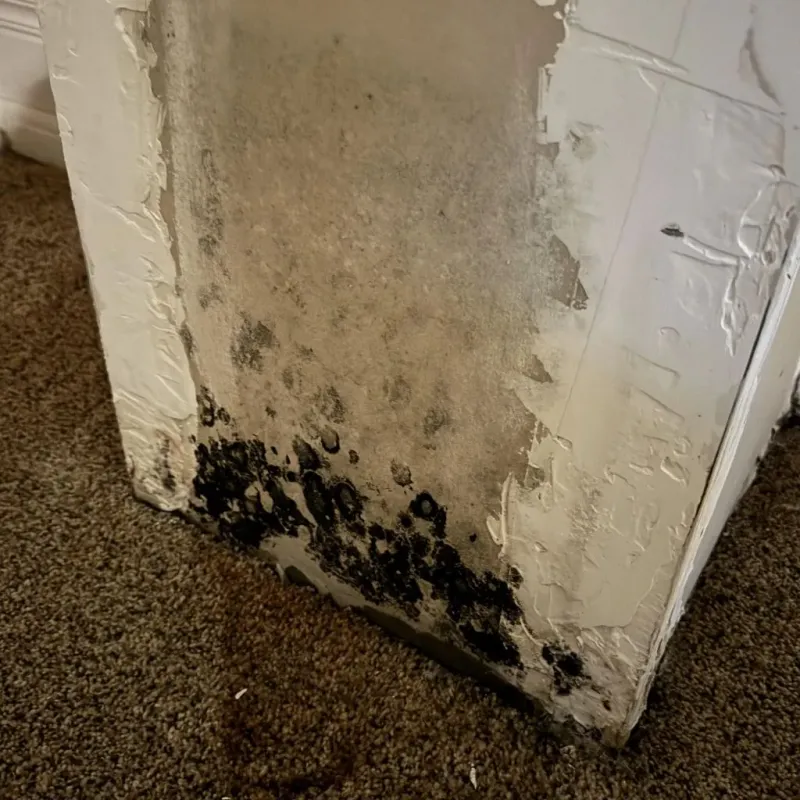 Professional Mold Removal in Nowata, OK